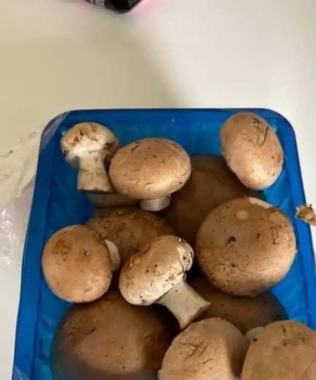 Champignon brun