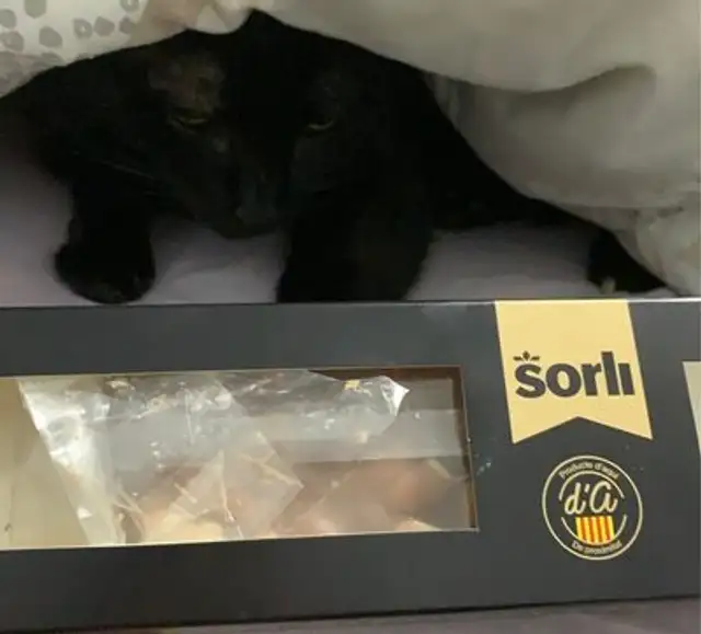 Torró xocolata llet i ametlla