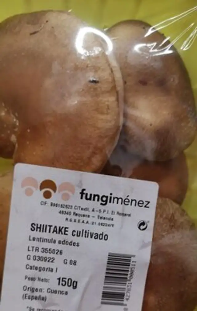 Shitake