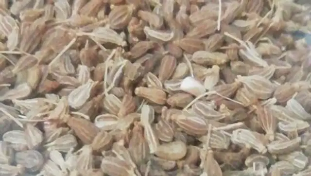 Anís en grano