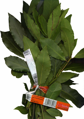 Hojas de laurel frescas