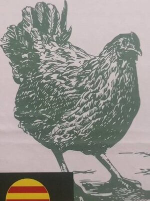 Huevos frescos de gallinas