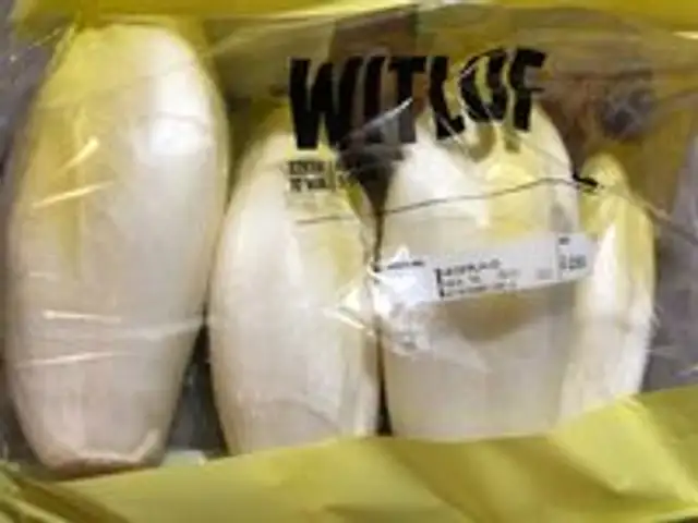 Witlof