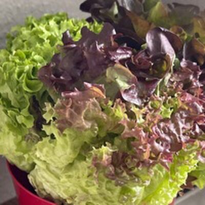 Salattrio front packaging