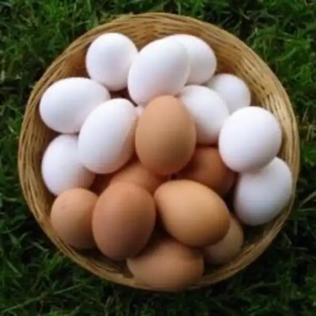 Eier